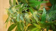 Strawberry Banana 1 b Reserva Privada