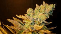 Blue Lime Pie 2b Sin City Seeds Rinçage