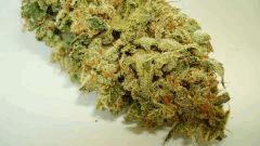 SCOTT'S OG 2 RARE DANKNESS SEEDS