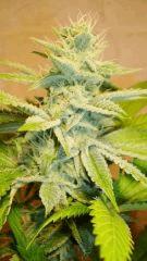 Strawberry Banana 2 b Reserva Privada