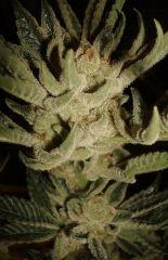 STARBUD D