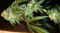 Scott's Og 1 Rare Dankness Seeds B