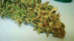 BLUE LIME PIE 3c SIN CITY SEEDS