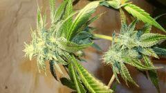 Scott's Og 3 Rare Dankness Seeds