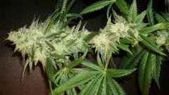 Scott's Og 2 Rare Dankness Seeds A