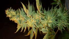 Blue Lime Pie Sin City Seeds 2 A