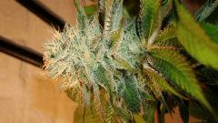 NIGHTMARE COOKIES 1 C