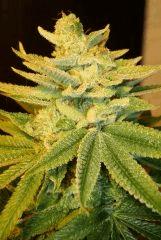 Blue Lime Pie 3a Sin City Seeds Rinçage