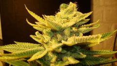 Blue Lime Pie 3b Sin City Seeds Rinçage