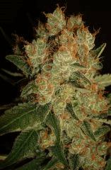 GPK 6