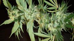 Agent Orange 1 Mulanje Gold 3 A