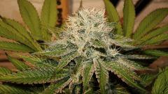 NIGHTMARE COOKIES 1 A