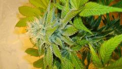 Nightmare Cookies 1 c KEEPER Sin City Seeds