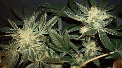 AGENT ORANGE 2 X OG KUSH 2 C