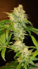 Scott's Og 2a Rare Dankness Seeds Rinçage
