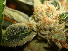 AGENT ORANGE 2 X OG KUSH 1 B
