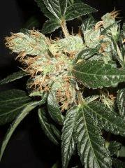 AGENT ORANGE 2 X MULANJE GOLD 3