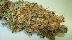 NIGHTMARE COOKIES 1c SIN CITY SEEDS