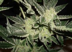 STRAWBERRY BANANA 1b