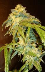 Scott's Og 1c Rare Dankness Seeds Rinçage