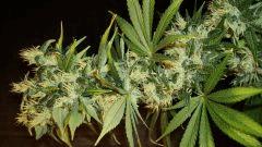 Agent Orange 2 Mulanje Gold 3 A