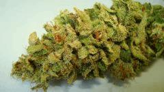 BLUE LIME PIE 3b SIN CITY SEEDS