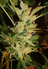 AGENT ORANGE 2 X OG KUSH 1 F