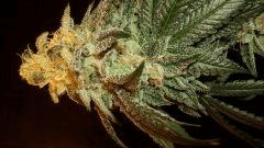 Scott's Og 1 Rare Dankness Seeds C