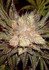 Nightmare Cookies 1i Sin City Seeds Rinçage.JPG