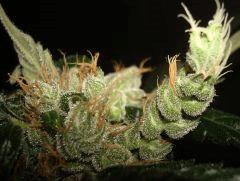 AGENT ORANGE 2 X MULANJE GOLD 3 B