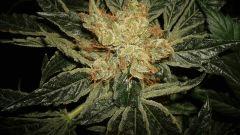 AGENT ORANGE 2 X OG KUSH 2 E