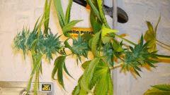 Blue Lime Pie 3 b Sin City Seeds
