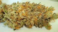 NIGHTMARE COOKIES 1d SIN CITY SEEDS