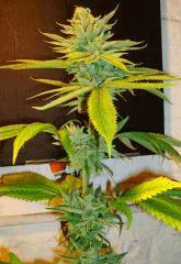 Blue Lime Pie 3d Sin City Seeds Rinçage