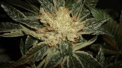 AGENT ORANGE 2 X OG KUSH 2