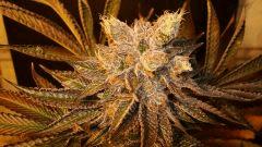 Nightmare Cookies 1e Sin City Seeds Rinçage.JPG