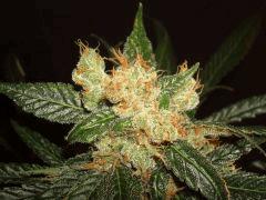 AGENT ORANGE 1 X MULANJE GOLD 2 B