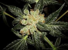 AGENT ORANGE 1 X MULANJE GOLD 3 B