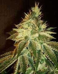 Agent Orange 2 X OG Kush B
