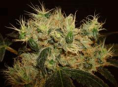 LARRY OG 8 B