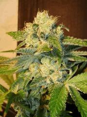 Strawberry Banana 1c Reserva Privada Rinçage