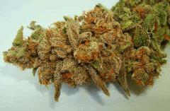 BLUE LIME PIE 2b SIN CITY SEEDS