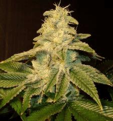 Blue Lime Pie Sin City Seeds 4 C