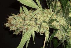 GPK 12