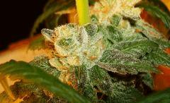 Scott's Og 1e Rare Dankness Seeds Rinçage