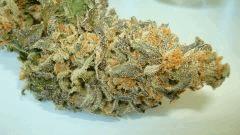 SCOTT'S OG 1 RARE DANKNESS SEEDS