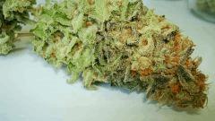 BLUE LIME PIE 4d SIN CITY SEEDS
