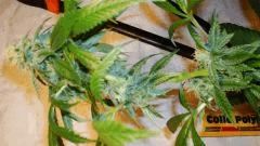 Scott's Og 1 KEEPER Rare Dankness Seeds