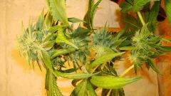 Blue Lime Pie 5 KEEPER Sin City Seeds