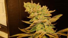 Blue Lime Pie 2e Sin City Seeds Rinçage